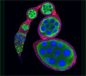 GSC niche in the Drosophila ovary