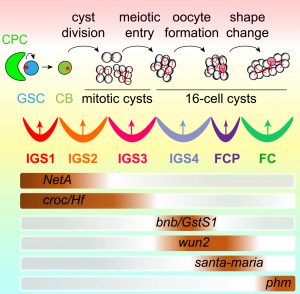 The model for different compartments of the differentiation niche