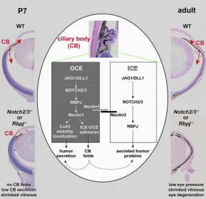 Notch signaling in the eye