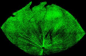 AAV-mediated GFP expression in the retina